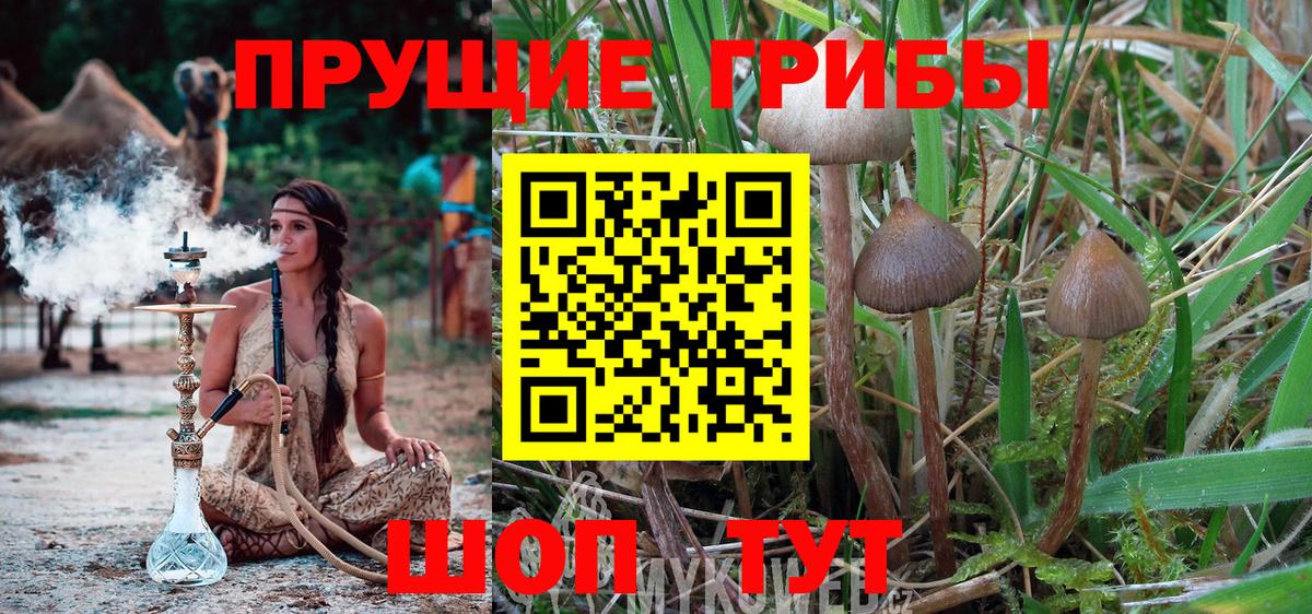 Галлюциногенные грибы Cubensis Заволжье